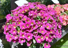 The Petunia Capella Sangria is a beautiful drought-resistant, bulbous plant suitable for any pot size including hanging baskets.